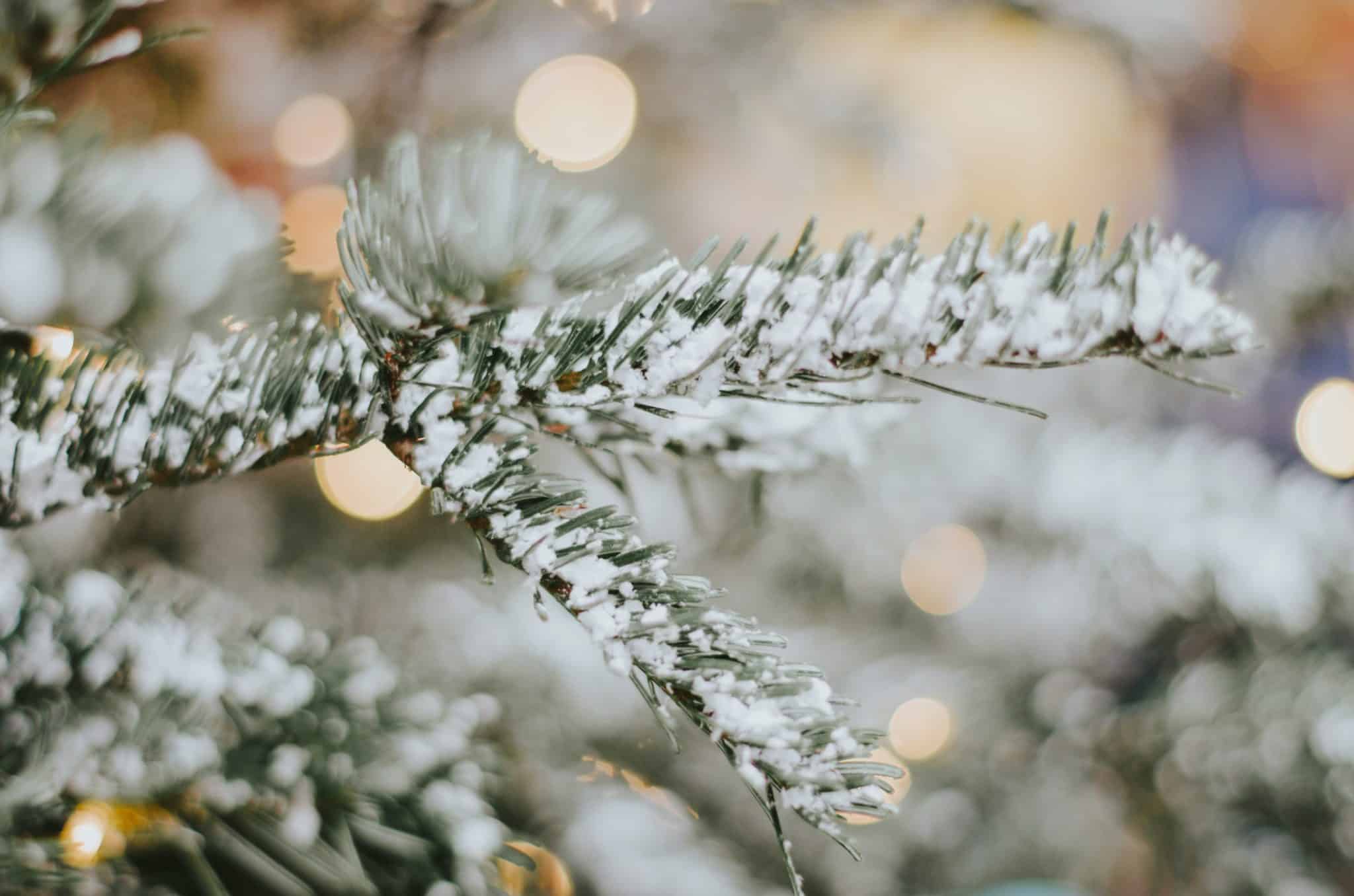 Holiday Greetings 2022